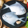 Large Silver Pomfret