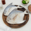 Silver Pomfret